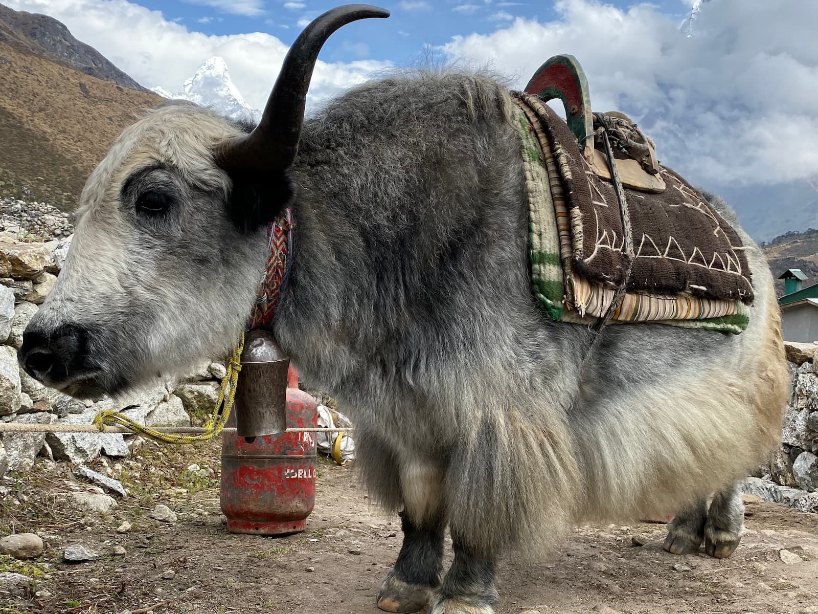 Yak in the Himalayas — inner journey
